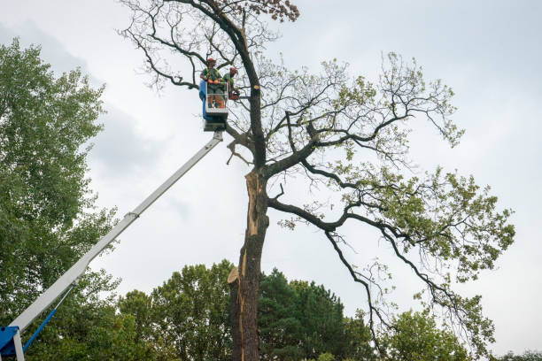 How Our Tree Care Process Works  in  Masury, OH